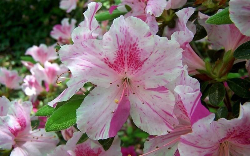 Azalea Autumn Twist Encore - View 10 from www redcrocus com