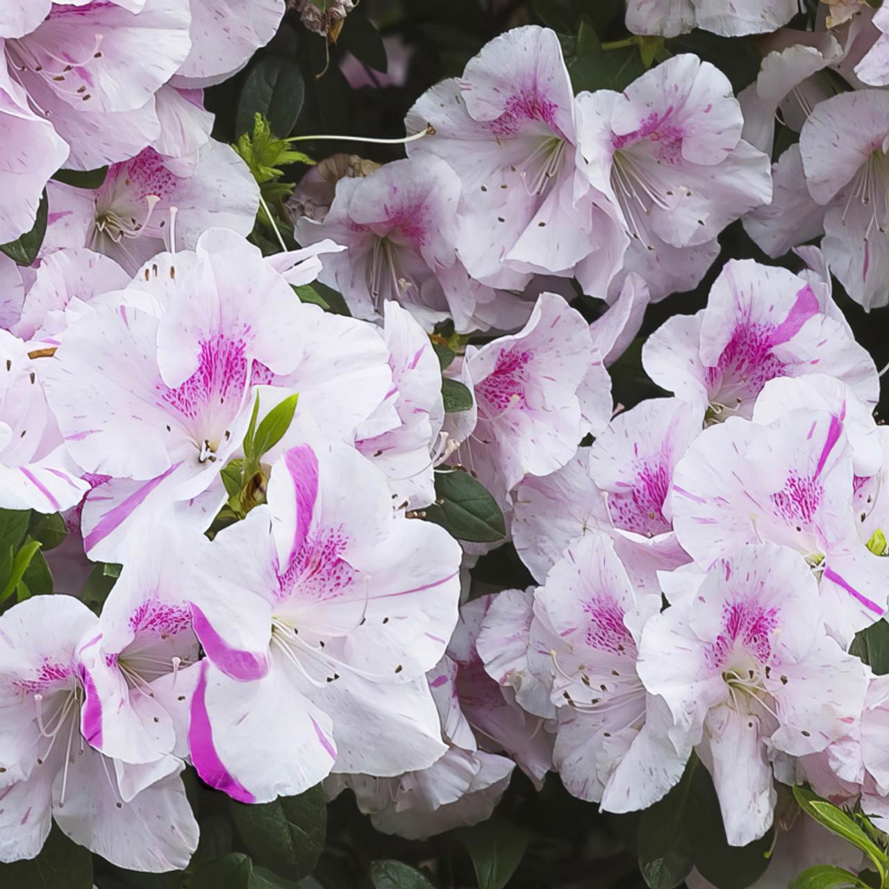 Azalea Autumn Twist Encore - View 11 from www redcrocus com
