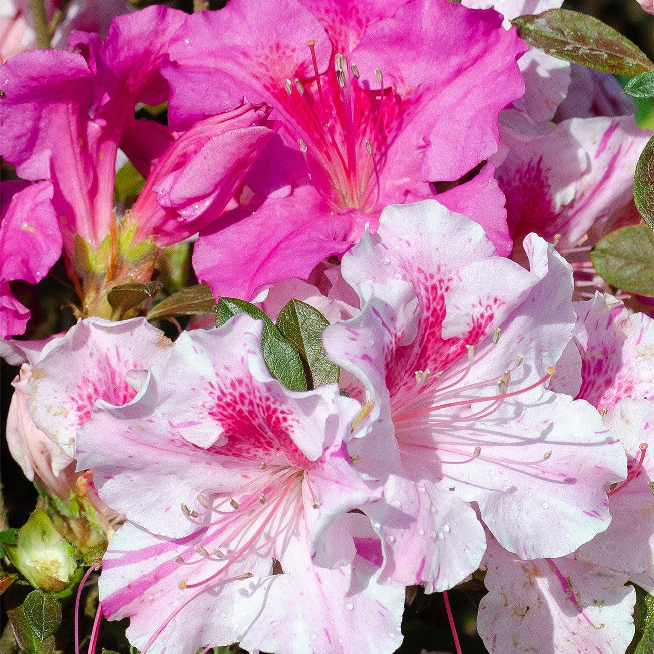 Azalea Autumn Twist Encore - View 13 from www redcrocus com