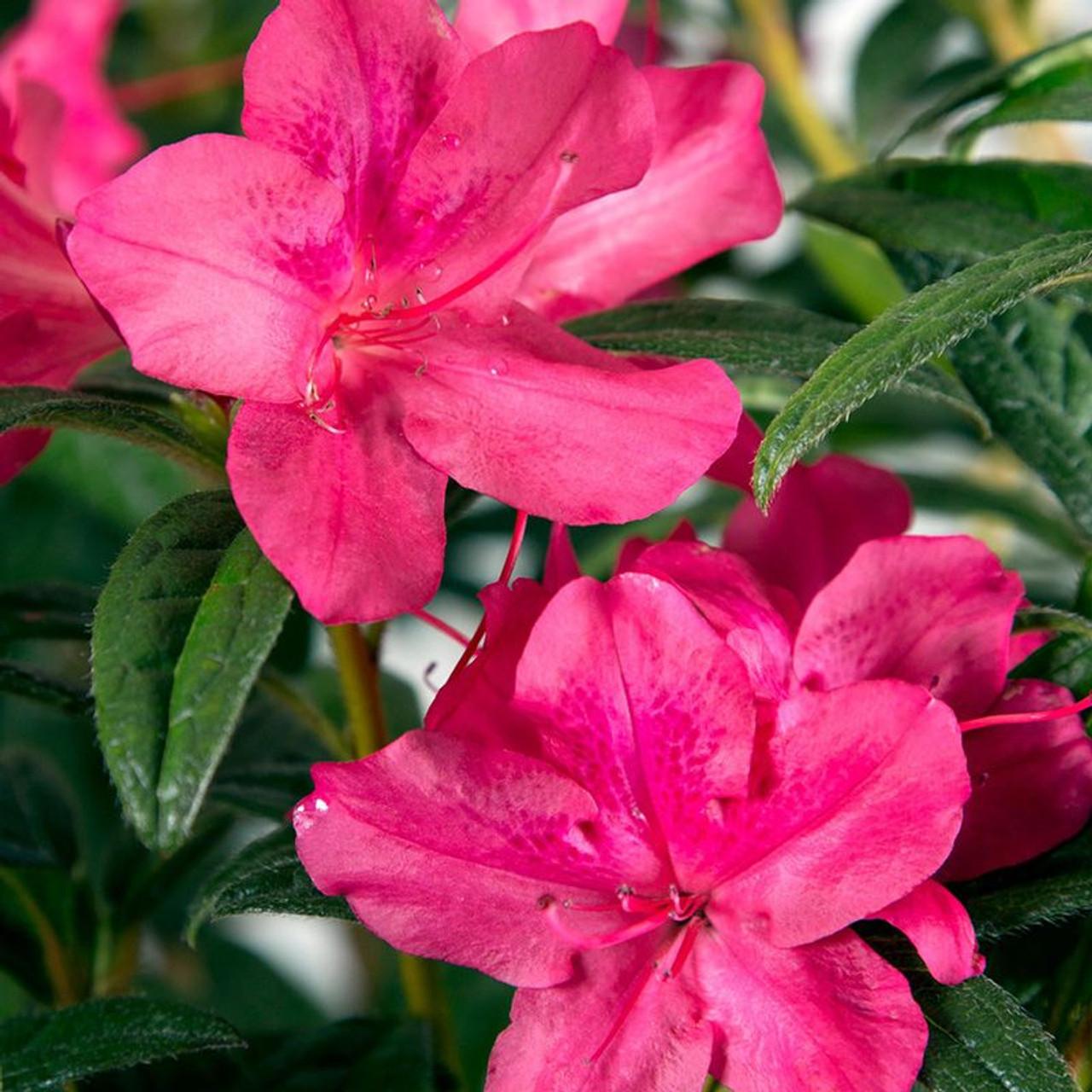 Azalea Autumn Twist Encore - View 15 from www redcrocus com
