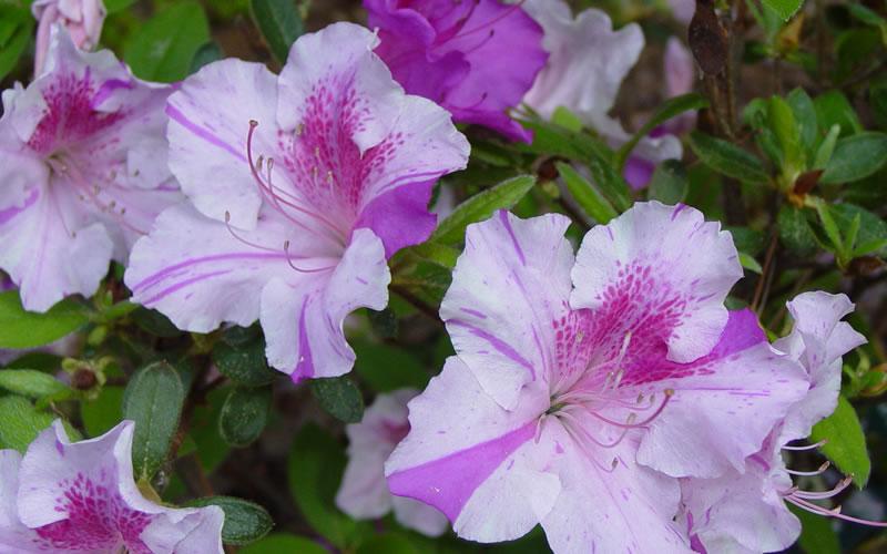 Azalea Autumn Twist Encore - View 16 from www redcrocus com