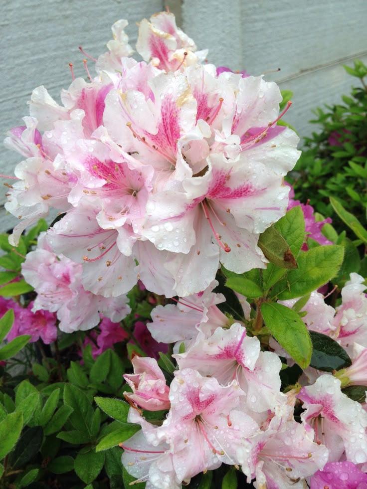 Azalea Autumn Twist Encore - View 17 from www redcrocus com