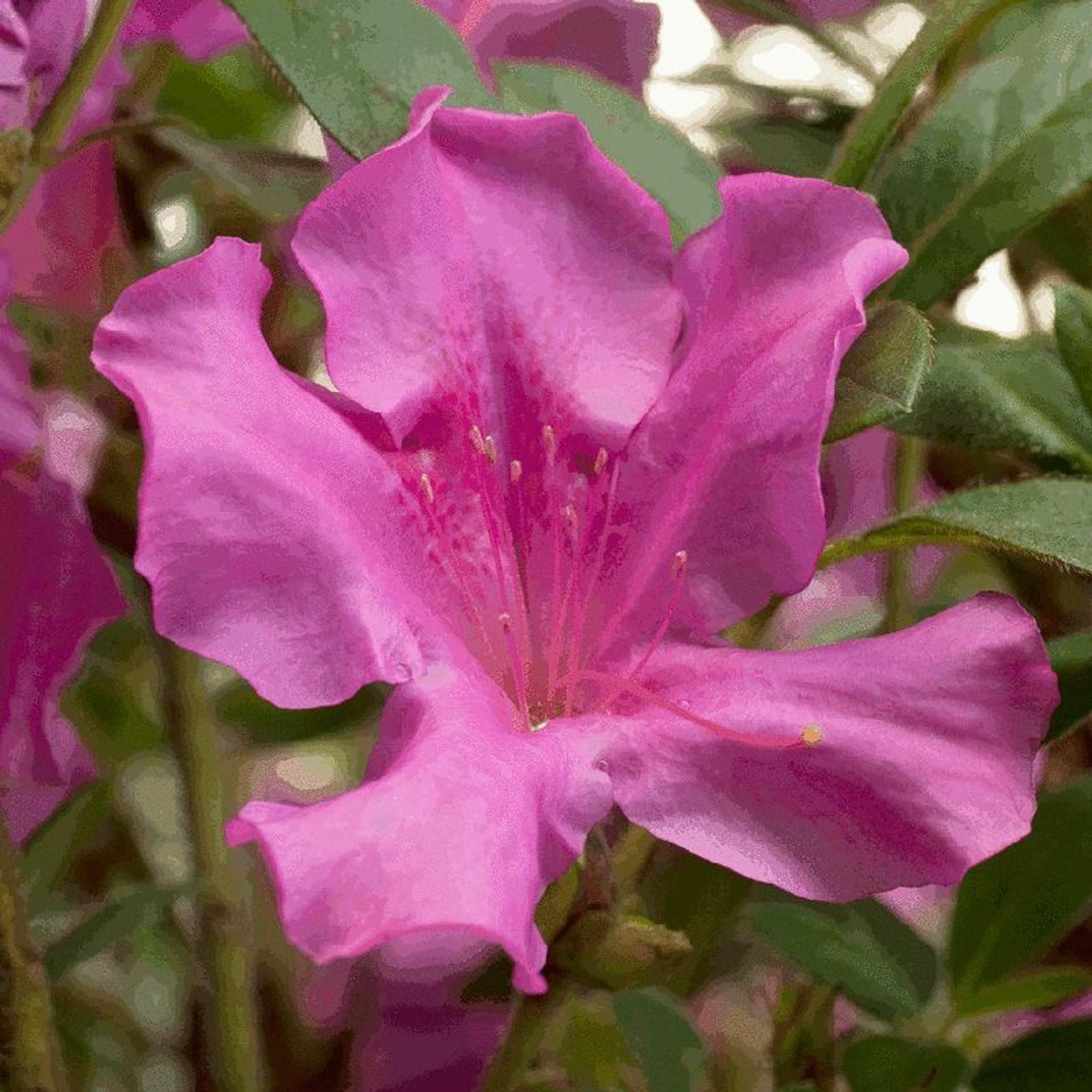 Azalea Autumn Twist Encore - View 18 from www redcrocus com