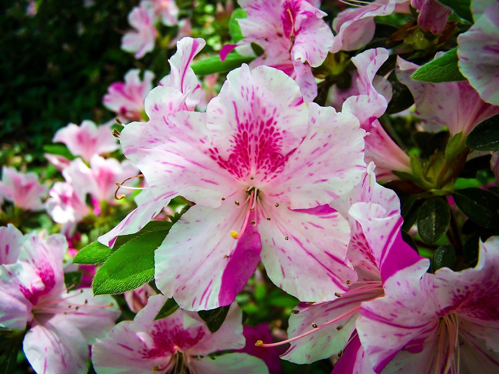 Azalea Autumn Twist Encore - View 1 from www redcrocus com