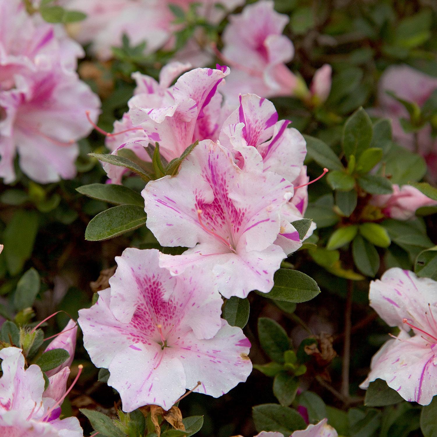 Azalea Autumn Twist Encore - View 2 from www redcrocus com