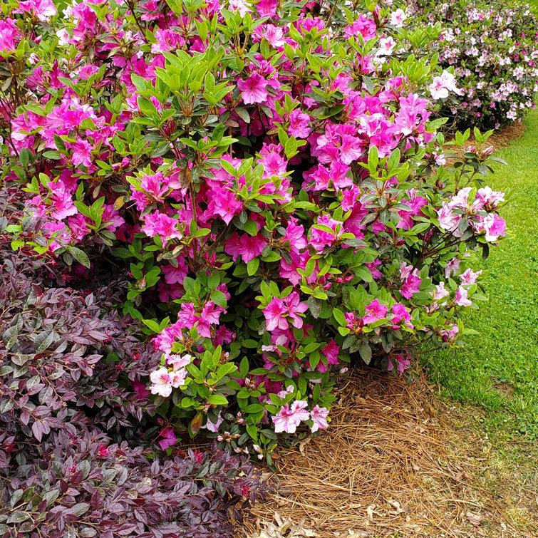 Azalea Autumn Twist Encore - View 3 from www redcrocus com