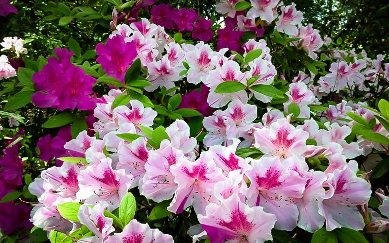 Azalea Autumn Twist Encore - View 5 from www redcrocus com