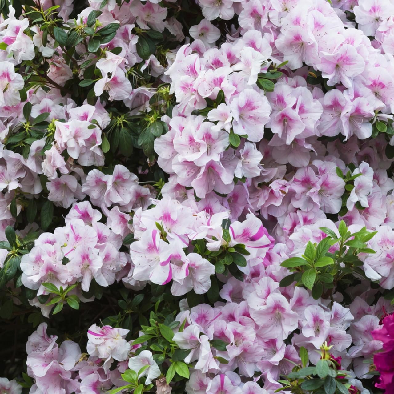 Azalea Autumn Twist Encore - View 6 from www redcrocus com