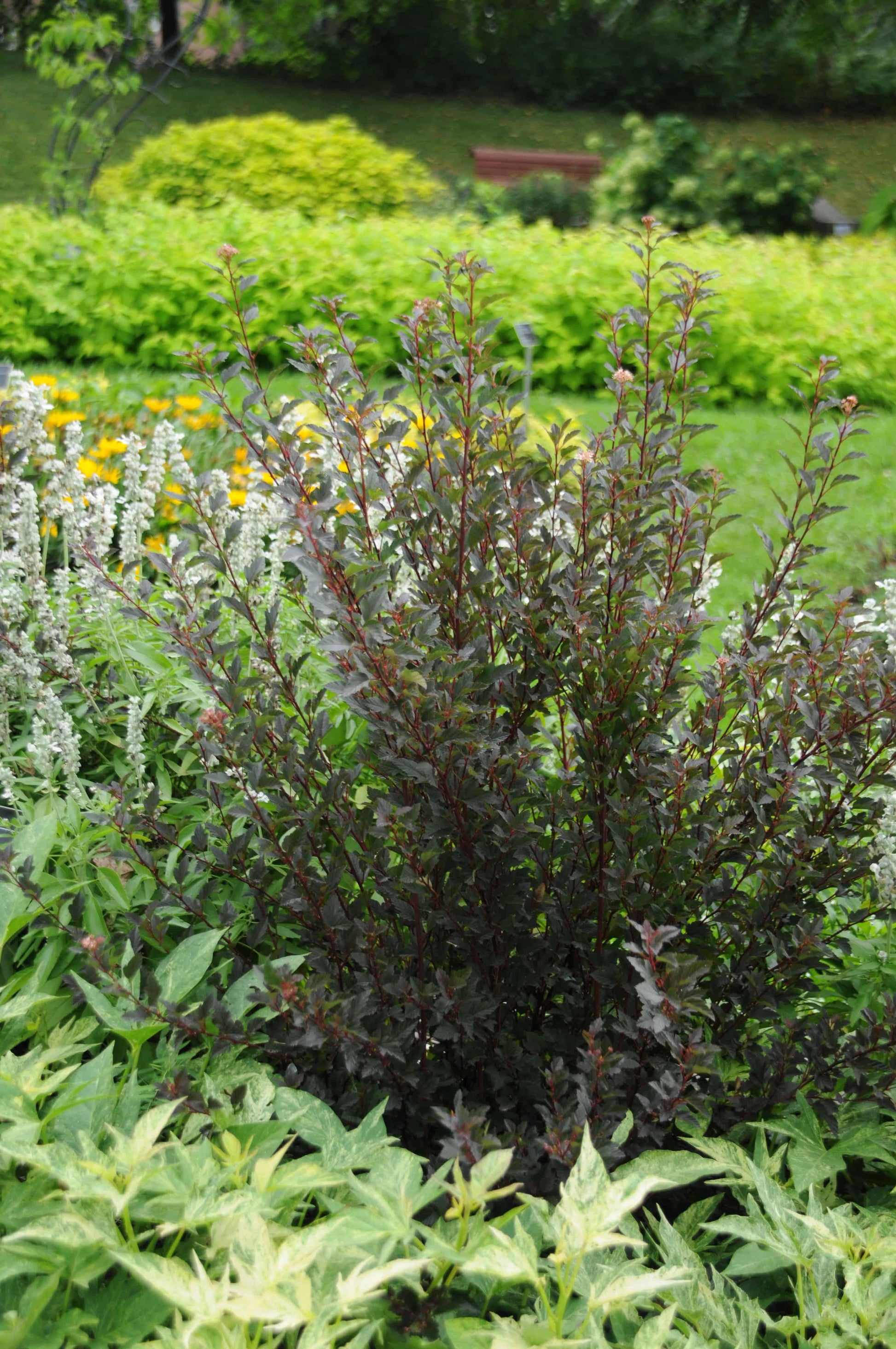 Physocarpus Opulifolius Little Devil - View 12 from www redcrocus com