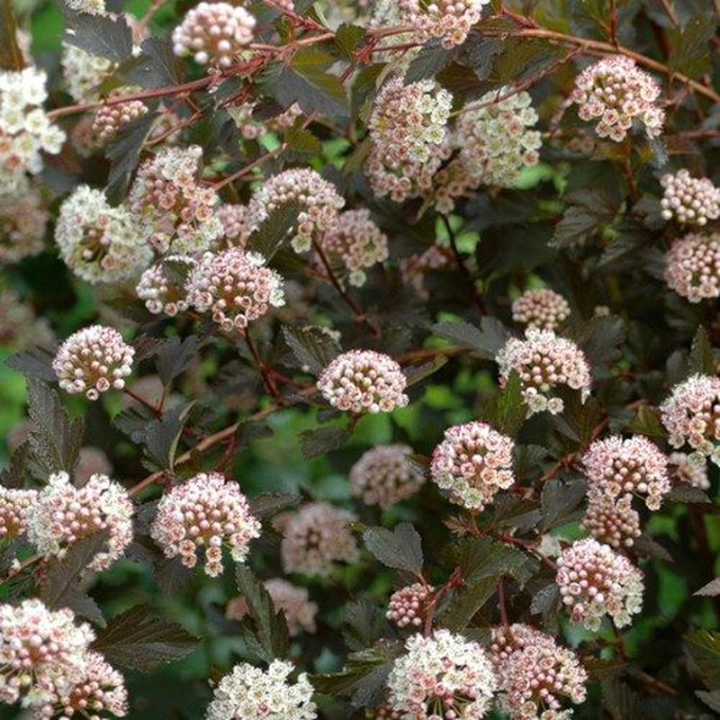 Physocarpus Opulifolius Little Devil - View 15 from www redcrocus com