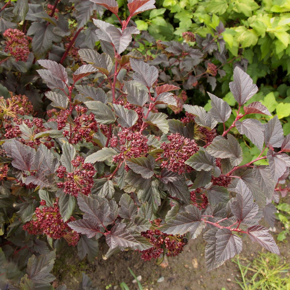 Physocarpus Opulifolius Little Devil - View 16 from www redcrocus com