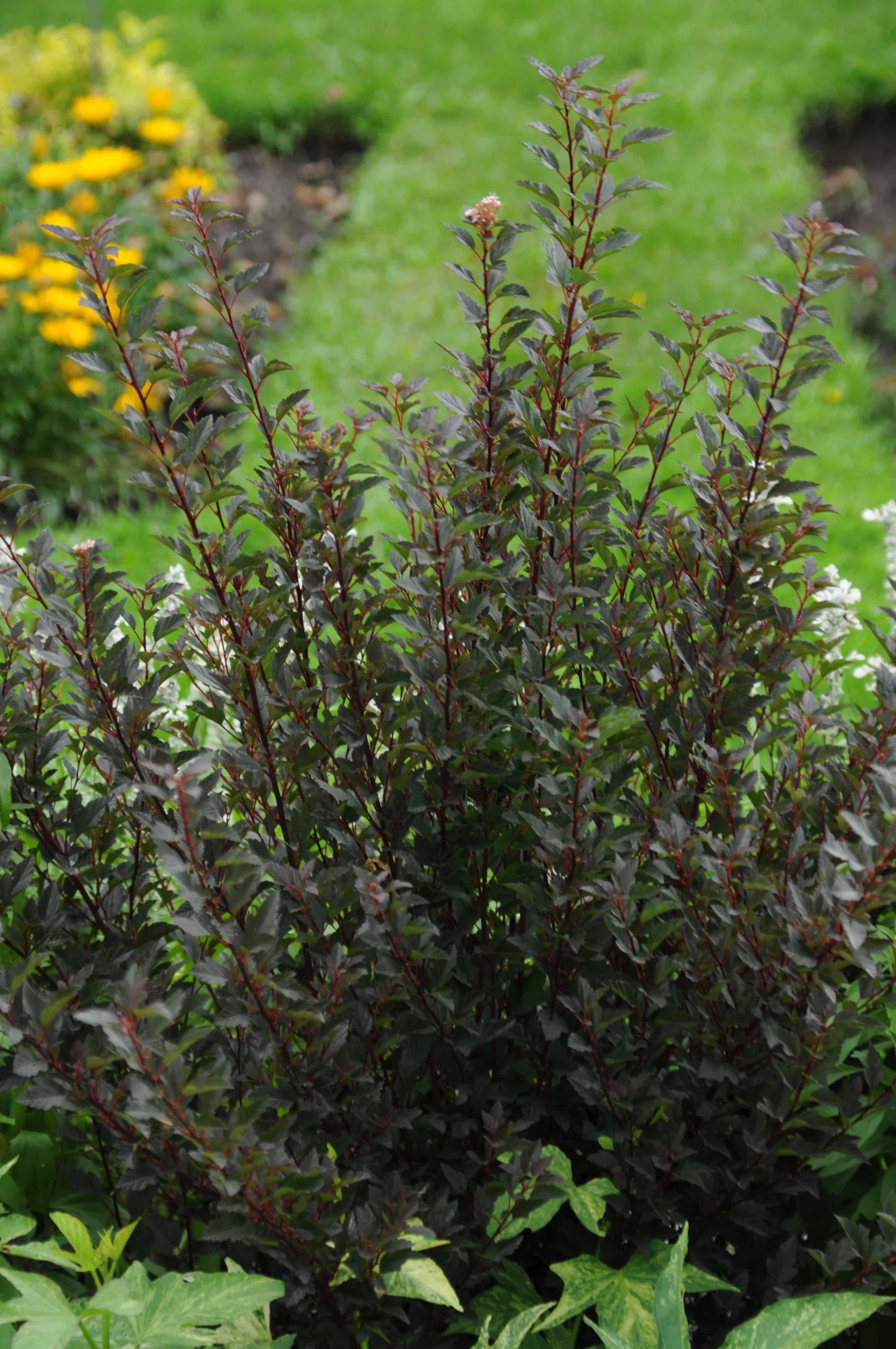 Physocarpus Opulifolius Little Devil - View 18 from www redcrocus com