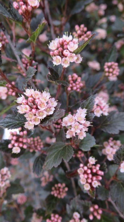 Physocarpus Opulifolius Little Devil - View 19 from www redcrocus com