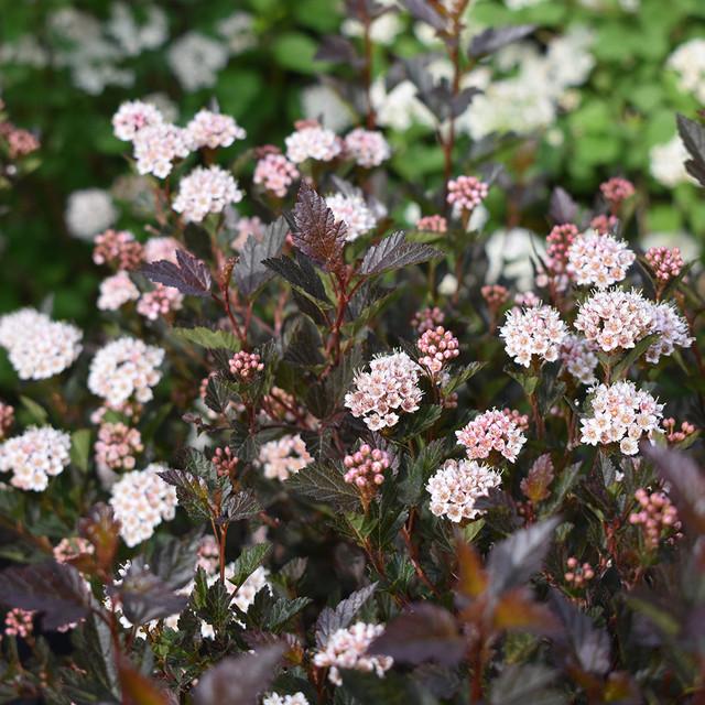 Physocarpus Opulifolius Little Devil - View 1 from www redcrocus com