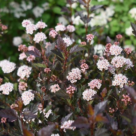 Physocarpus Opulifolius Little Devil - View 1 from www redcrocus com