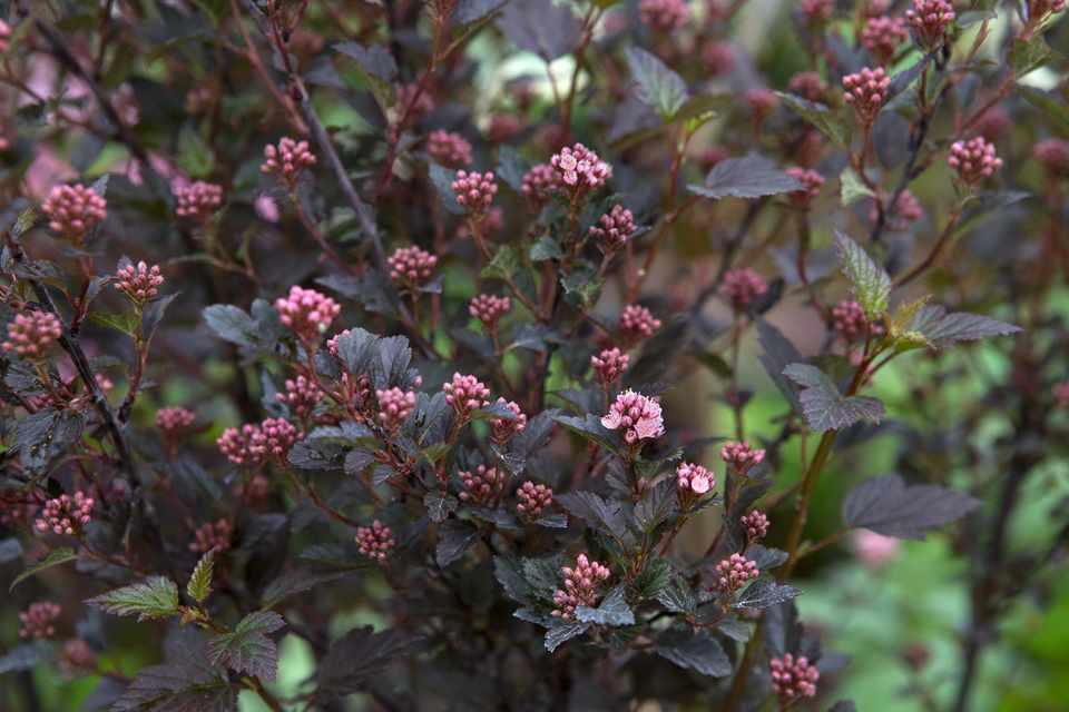 Physocarpus Opulifolius Little Devil - View 2 from www redcrocus com