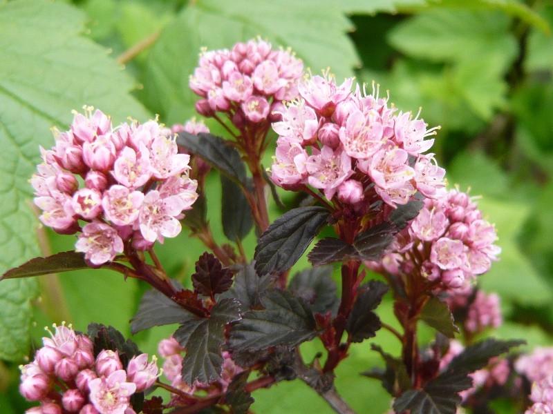 Physocarpus Opulifolius Little Devil - View 3 from www redcrocus com