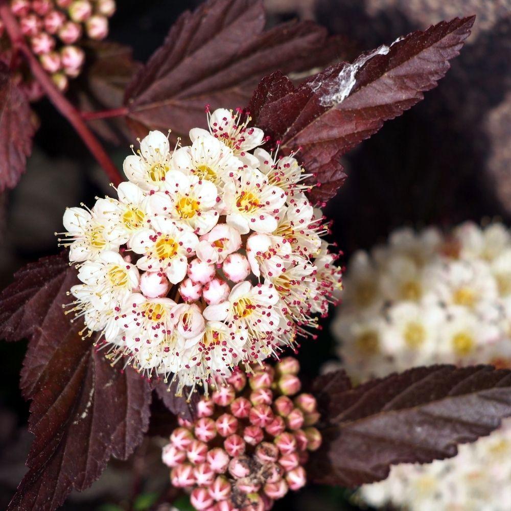 Physocarpus Opulifolius Little Devil - View 5 from www redcrocus com