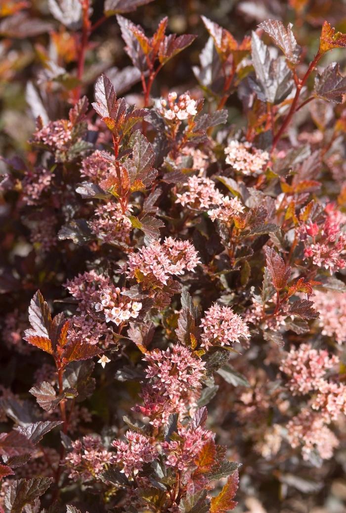 Physocarpus Opulifolius Little Devil - View 7 from www redcrocus com