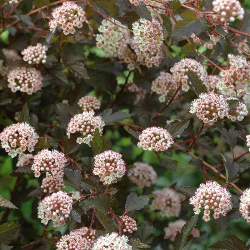 Physocarpus Opulifolius Little Devil - View 8 from www redcrocus com