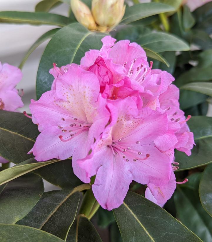 Rhododendron Holden - View 11 from www redcrocus com