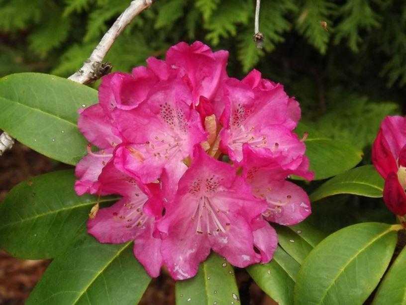 Rhododendron Holden - View 1 from www redcrocus com