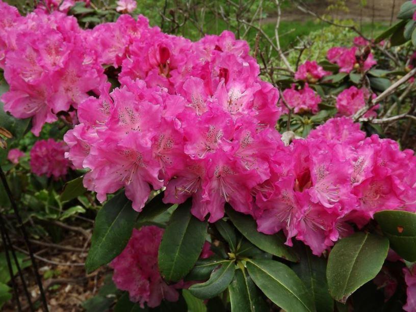 Rhododendron Holden - View 2 from www redcrocus com