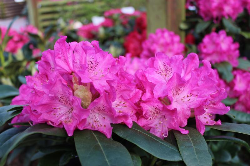 Rhododendron Holden - View 3 from www redcrocus com