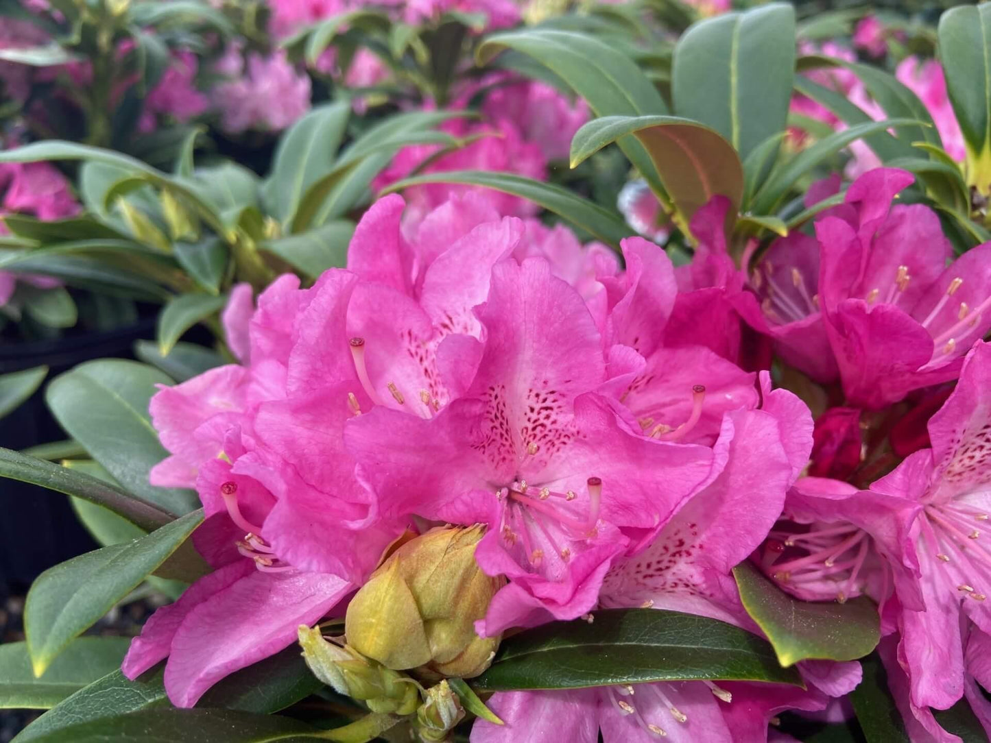 Rhododendron Holden - View 4 from www redcrocus com