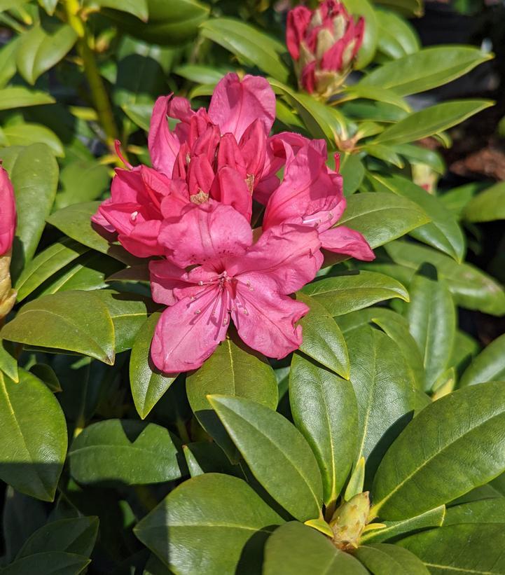Rhododendron Holden - View 5 from www redcrocus com