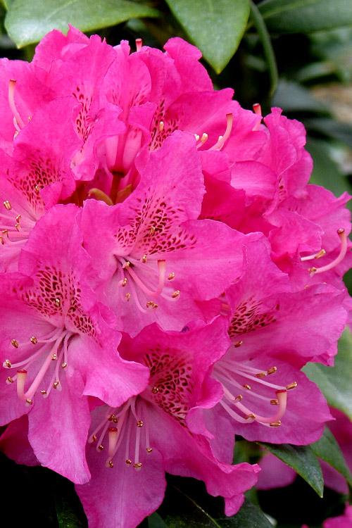 Rhododendron Holden - View 6 from www redcrocus com
