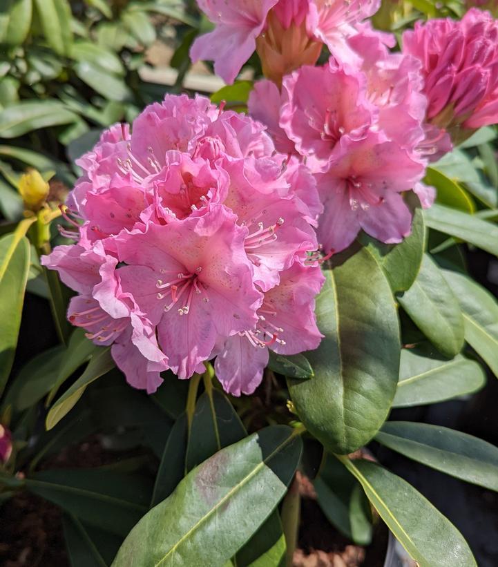 Rhododendron Holden - View 7 from www redcrocus com