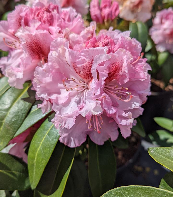 Rhododendron Holden - View 8 from www redcrocus com