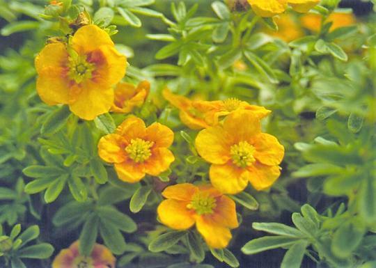 Potentilla Fruticosa Mango Tango - View 10 from www redcrocus com