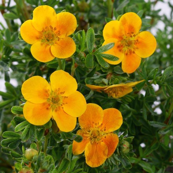 Potentilla Fruticosa Mango Tango - View 11 from www redcrocus com