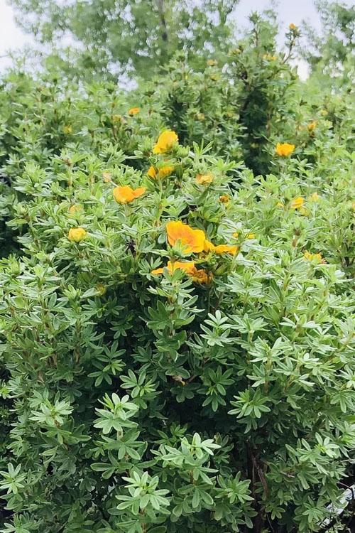 Potentilla Fruticosa Mango Tango - View 12 from www redcrocus com