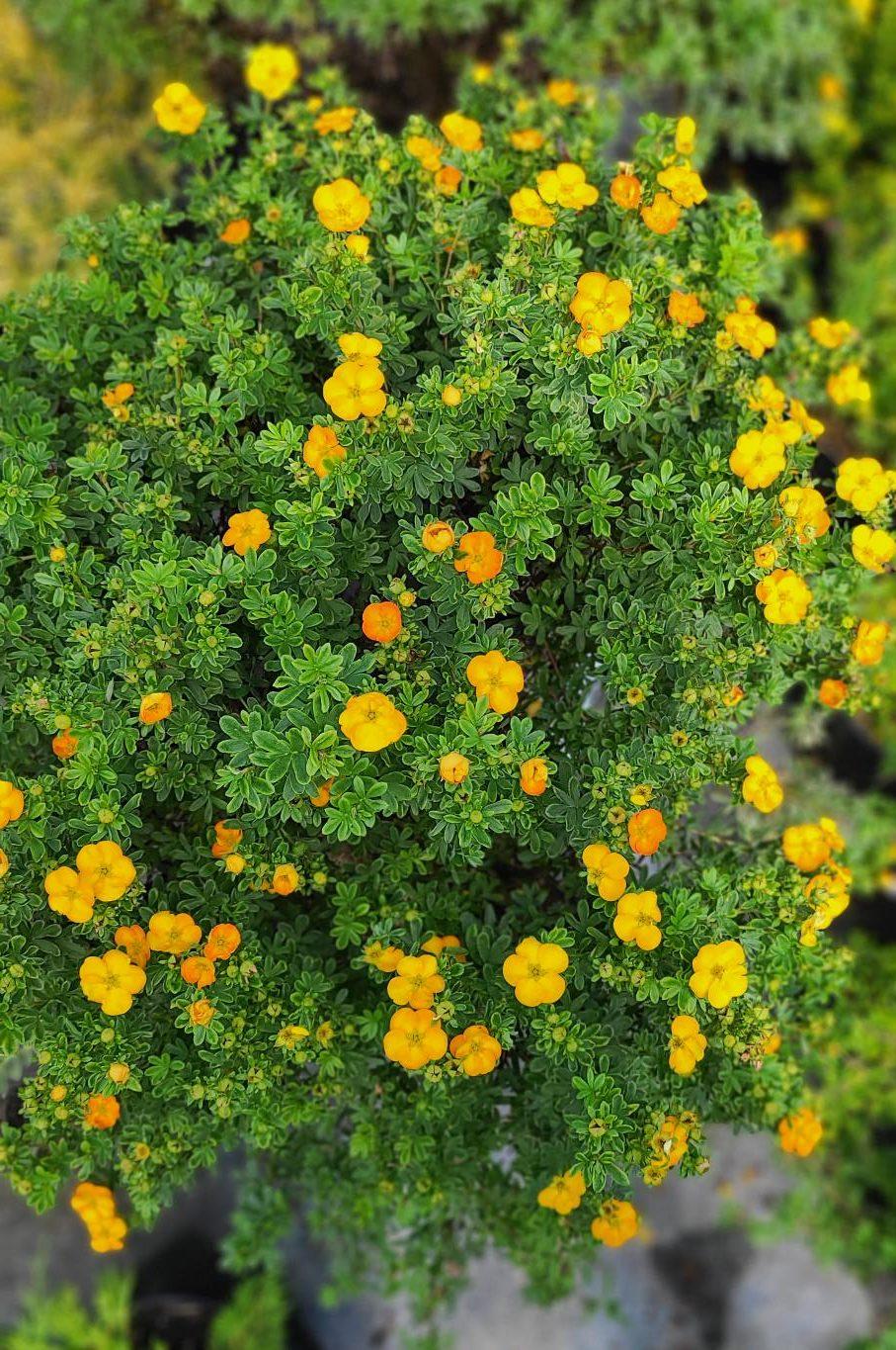 Potentilla Fruticosa Mango Tango - View 13 from www redcrocus com