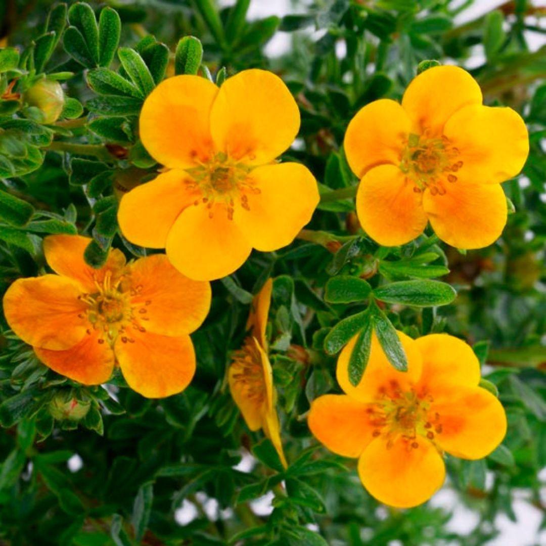 Potentilla Fruticosa Mango Tango - View 14 from www redcrocus com