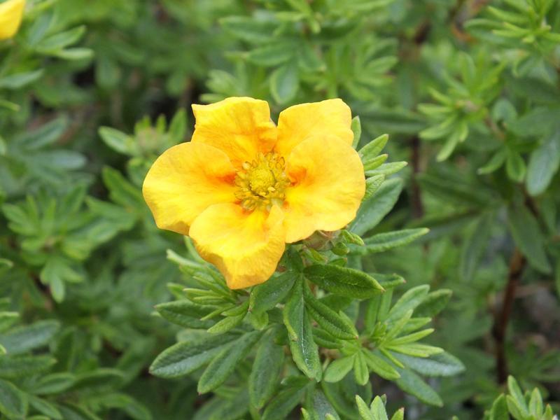 Potentilla Fruticosa Mango Tango - View 15 from www redcrocus com