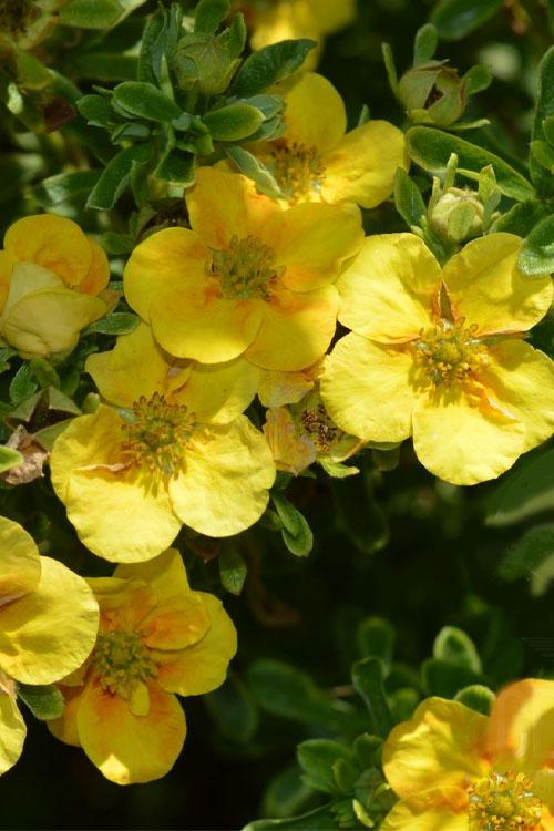 Potentilla Fruticosa Mango Tango - View 16 from www redcrocus com