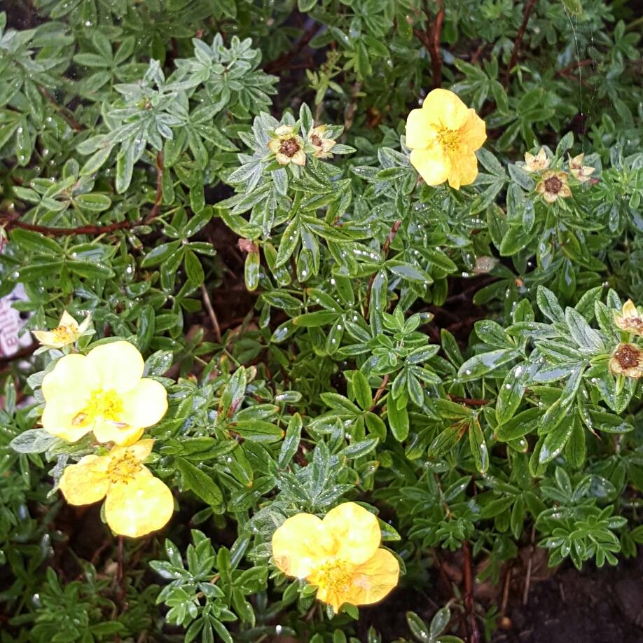 Potentilla Fruticosa Mango Tango - View 17 from www redcrocus com