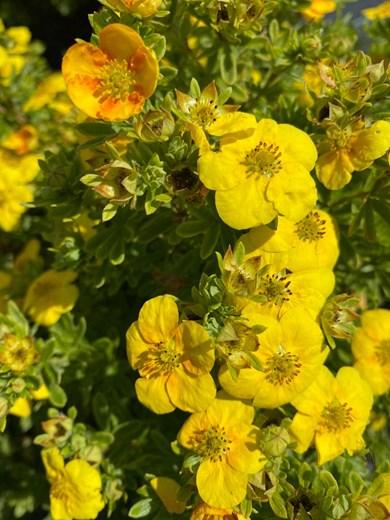 Potentilla Fruticosa Mango Tango - View 18 from www redcrocus com