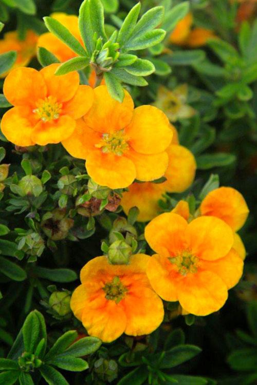 Potentilla Fruticosa Mango Tango - View 1 from www redcrocus com