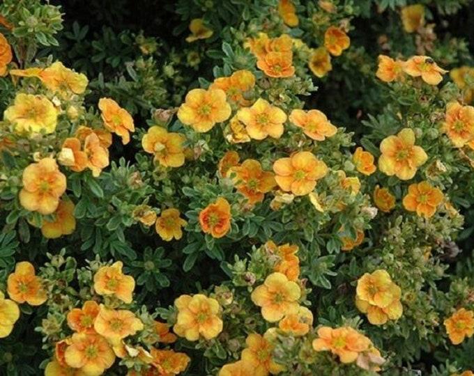 Potentilla Fruticosa Mango Tango - View 2 from www redcrocus com
