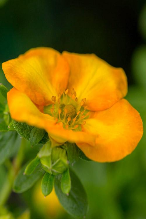 Potentilla Fruticosa Mango Tango - View 3 from www redcrocus com