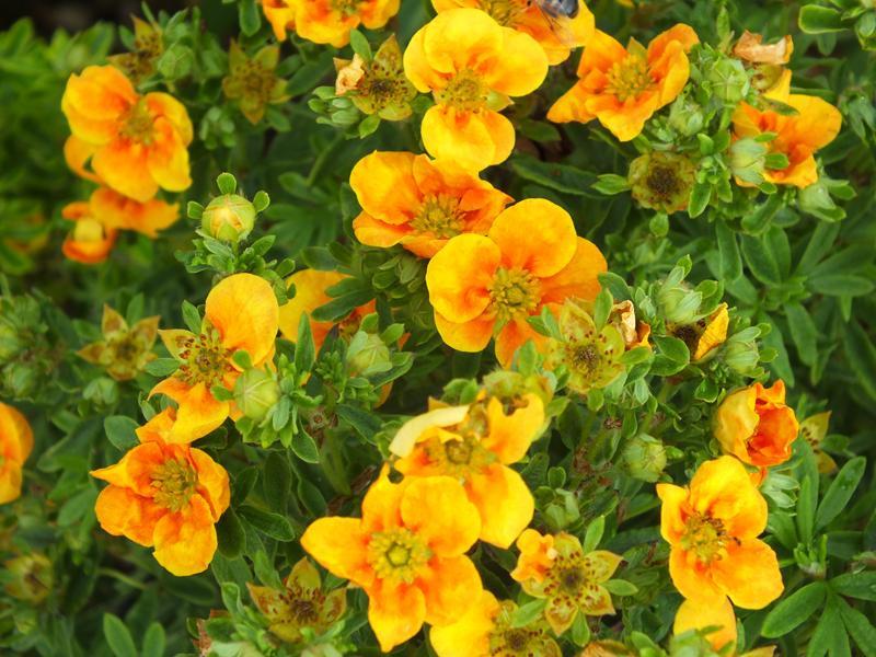 Potentilla Fruticosa Mango Tango - View 4 from www redcrocus com