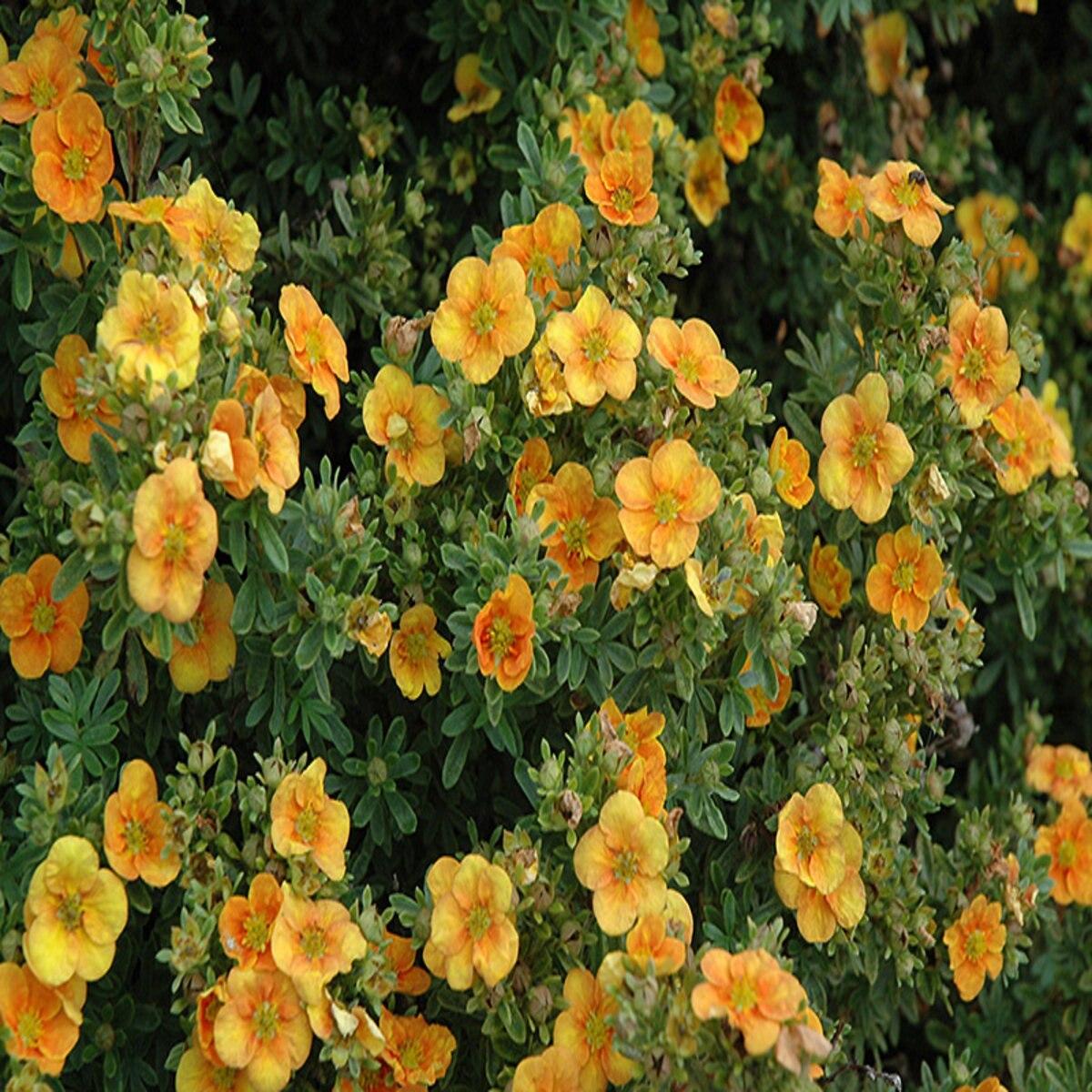 Potentilla Fruticosa Mango Tango - View 7 from www redcrocus com