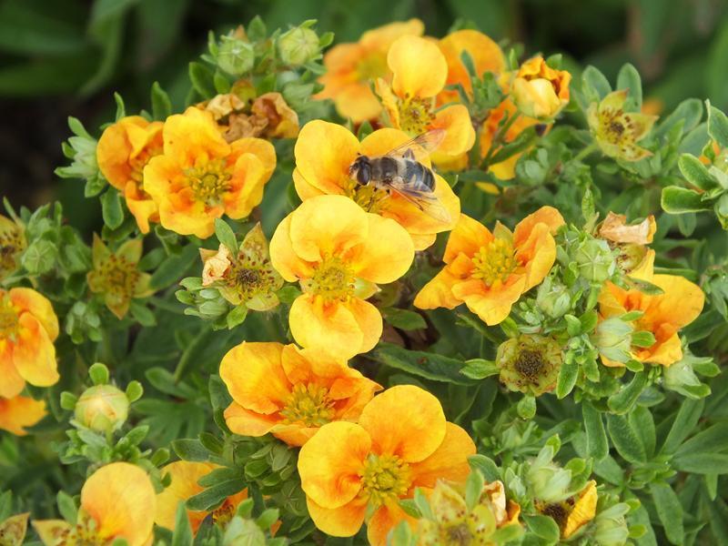 Potentilla Fruticosa Mango Tango - View 8 from www redcrocus com