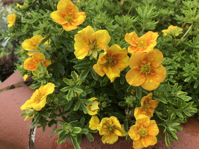 Potentilla Fruticosa Mango Tango - View 9 from www redcrocus com