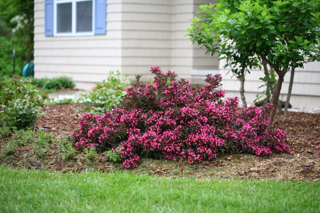 Weigela Florida Spilled Wine - View 10 from www redcrocus com